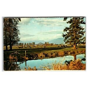 Vintage Plastichrome Postcard British Columbia Canada Cows Pasture Mountains